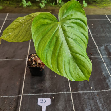 #27 Philodendron Tenue x Plowmanii