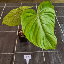 Load image into Gallery viewer, #27 Philodendron Tenue x Plowmanii