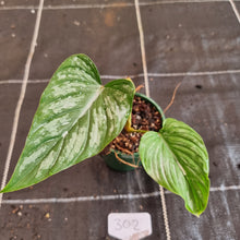 Load image into Gallery viewer, #302 Philodendron Mamei