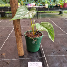 Load image into Gallery viewer, #302 Philodendron Mamei