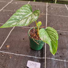 Load image into Gallery viewer, #302 Philodendron Mamei