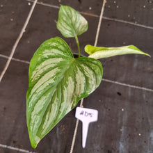 Load image into Gallery viewer, #D5 Philodendron Mamei