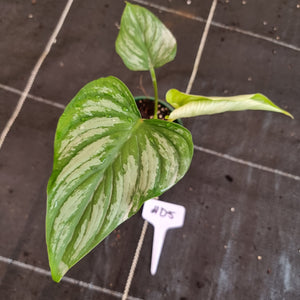 #D5 Philodendron Mamei