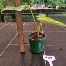 Load image into Gallery viewer, #D5 Philodendron Mamei