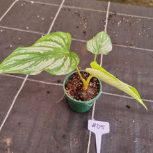Load image into Gallery viewer, #D5 Philodendron Mamei