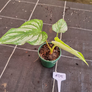 #D5 Philodendron Mamei