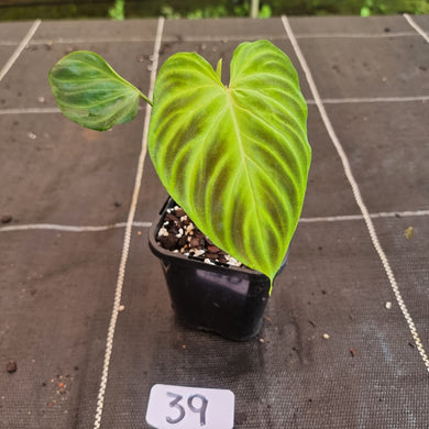 #39 Philodendron Verrucosum