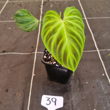 Load image into Gallery viewer, #39 Philodendron Verrucosum