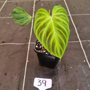 #39 Philodendron Verrucosum