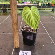 Load image into Gallery viewer, #39 Philodendron Verrucosum