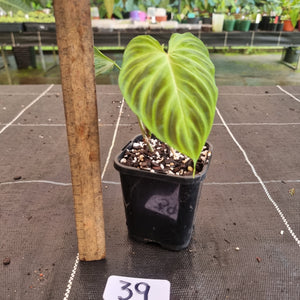 #39 Philodendron Verrucosum