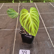 Load image into Gallery viewer, #39 Philodendron Verrucosum
