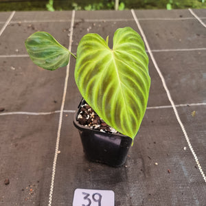#39 Philodendron Verrucosum