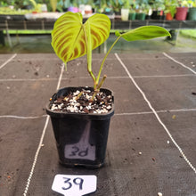 Load image into Gallery viewer, #39 Philodendron Verrucosum