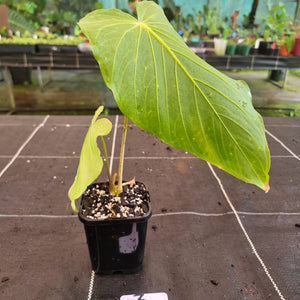 #3 Anthurium Schottianum - Well rooted tip cutting