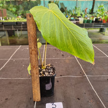 Load image into Gallery viewer, #3 Anthurium Schottianum - Well rooted tip cutting