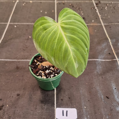 #11 Philodendron Glorious