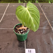 Load image into Gallery viewer, #11 Philodendron Glorious