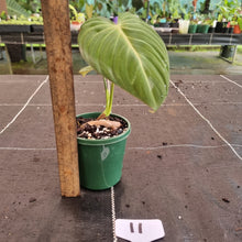 Load image into Gallery viewer, #11 Philodendron Glorious
