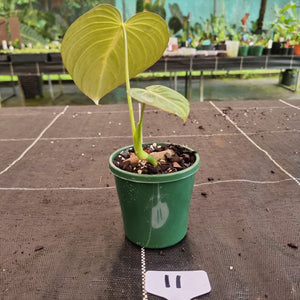 #11 Philodendron Glorious