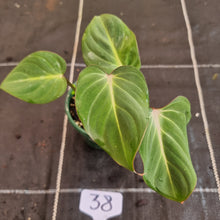 Load image into Gallery viewer, #38 Philodendron Gloriosum