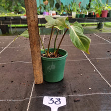 Load image into Gallery viewer, #38 Philodendron Gloriosum