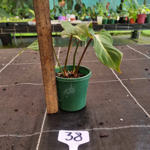 #38 Philodendron Gloriosum