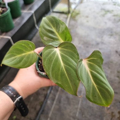 #38 Philodendron Gloriosum