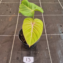 Load image into Gallery viewer, #13 Philodendron Gloriosum