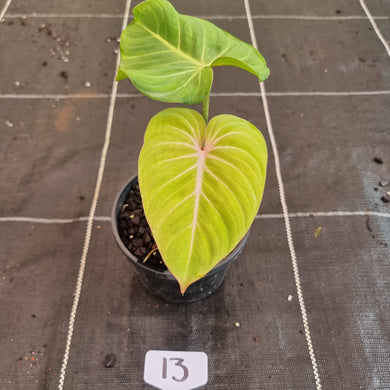 #13 Philodendron Gloriosum