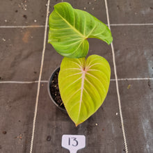 Load image into Gallery viewer, #13 Philodendron Gloriosum