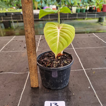 Load image into Gallery viewer, #13 Philodendron Gloriosum