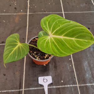 #6 Philodendron Gloriosum