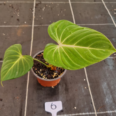 #6 Philodendron Gloriosum