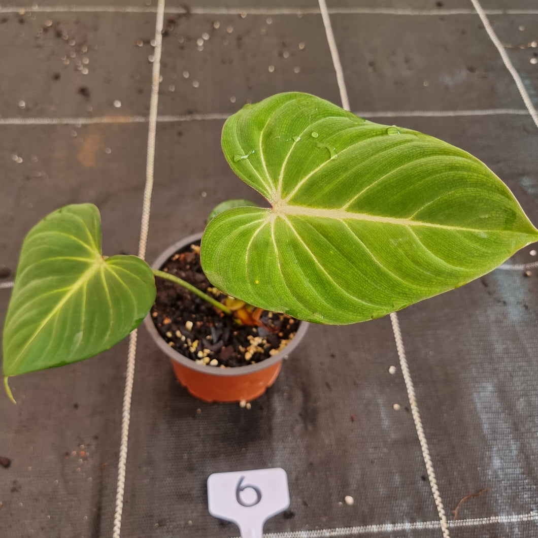 #6 Philodendron Gloriosum