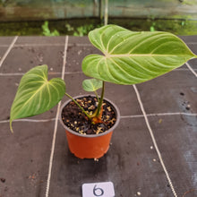 Load image into Gallery viewer, #6 Philodendron Gloriosum