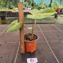 Load image into Gallery viewer, #6 Philodendron Gloriosum