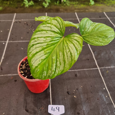 #49 Two x Headed Philodendron Silver Cloud