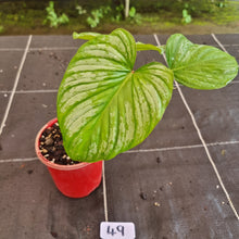 Load image into Gallery viewer, #49 Two x Headed Philodendron Silver Cloud