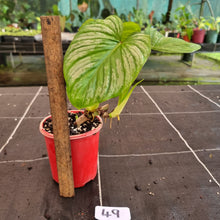 Load image into Gallery viewer, #49 Two x Headed Philodendron Silver Cloud