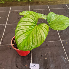 Load image into Gallery viewer, #49 Two x Headed Philodendron Silver Cloud