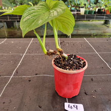 Load image into Gallery viewer, #49 Two x Headed Philodendron Silver Cloud