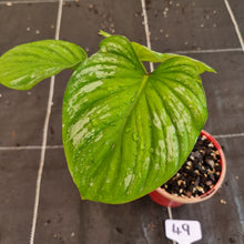 Load image into Gallery viewer, #49 Two x Headed Philodendron Silver Cloud