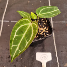Load image into Gallery viewer, #10 Anthurium Magnificum Hybrid x