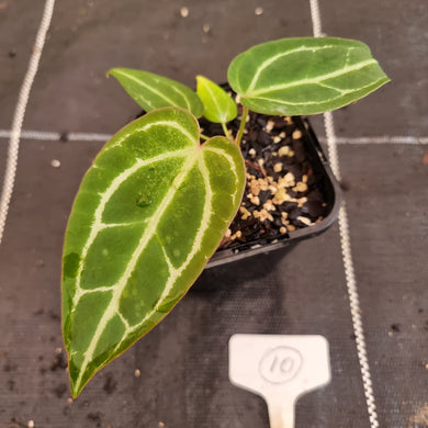 #10 Anthurium Magnificum Hybrid x