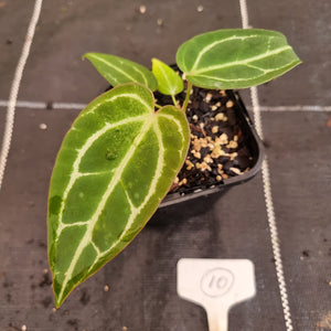 #10 Anthurium Magnificum Hybrid x