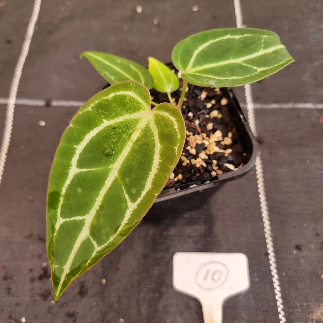 #10 Anthurium Magnificum Hybrid x