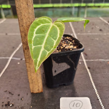 Load image into Gallery viewer, #10 Anthurium Magnificum Hybrid x