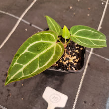 Load image into Gallery viewer, #10 Anthurium Magnificum Hybrid x
