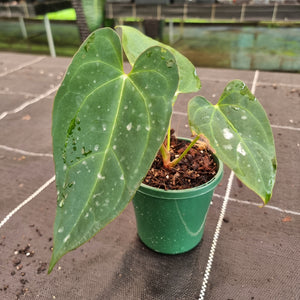 Dark Anthurium NOID